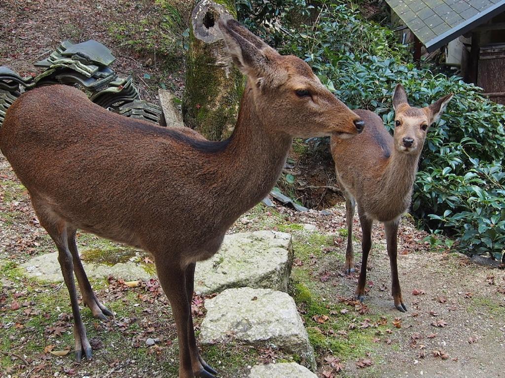 Sakuraya Ξενοδοχείο Hatsukaichi Εξωτερικό φωτογραφία